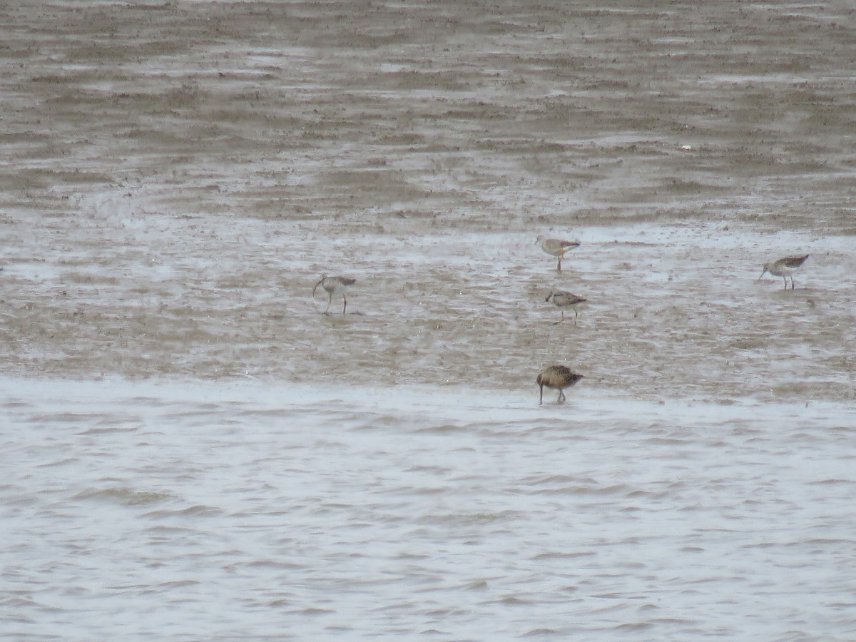 Long-billed Dowitcher - ML618248229