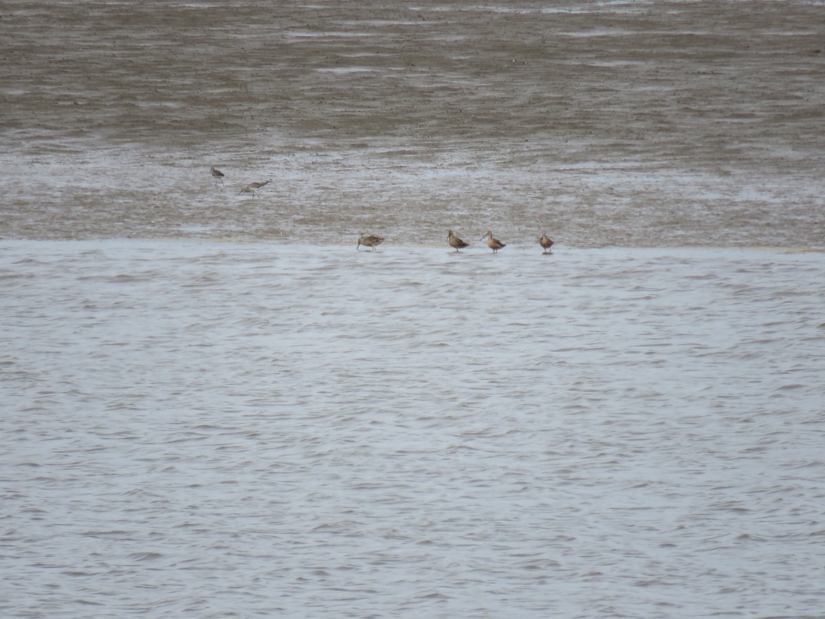 Long-billed Dowitcher - ML618248230