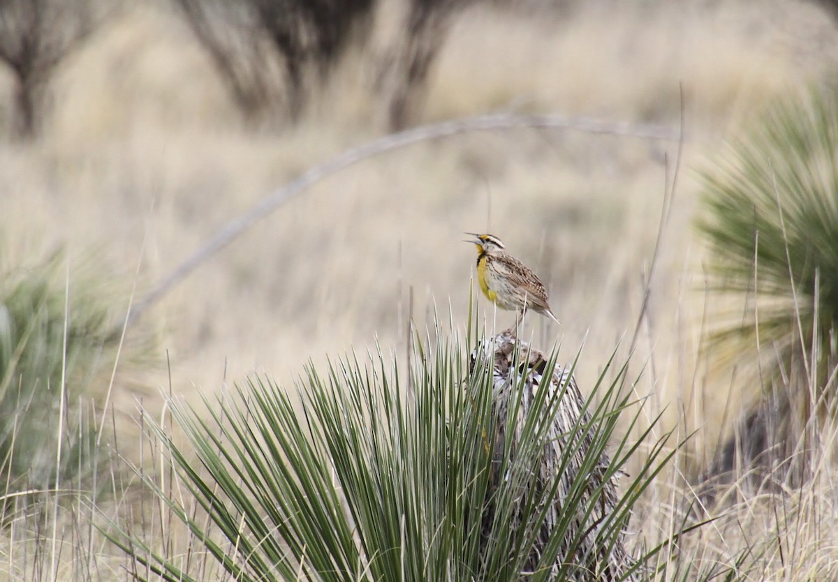 Chihuahuan Meadowlark - ML618248234