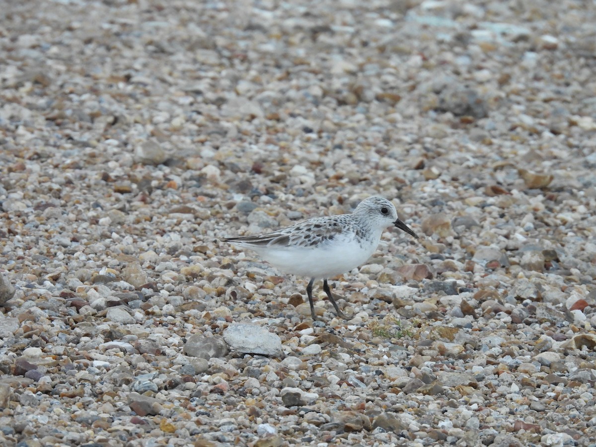 Sanderling - Heather Bullock