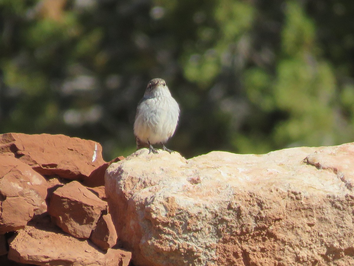 Rock Wren - Jim Crites