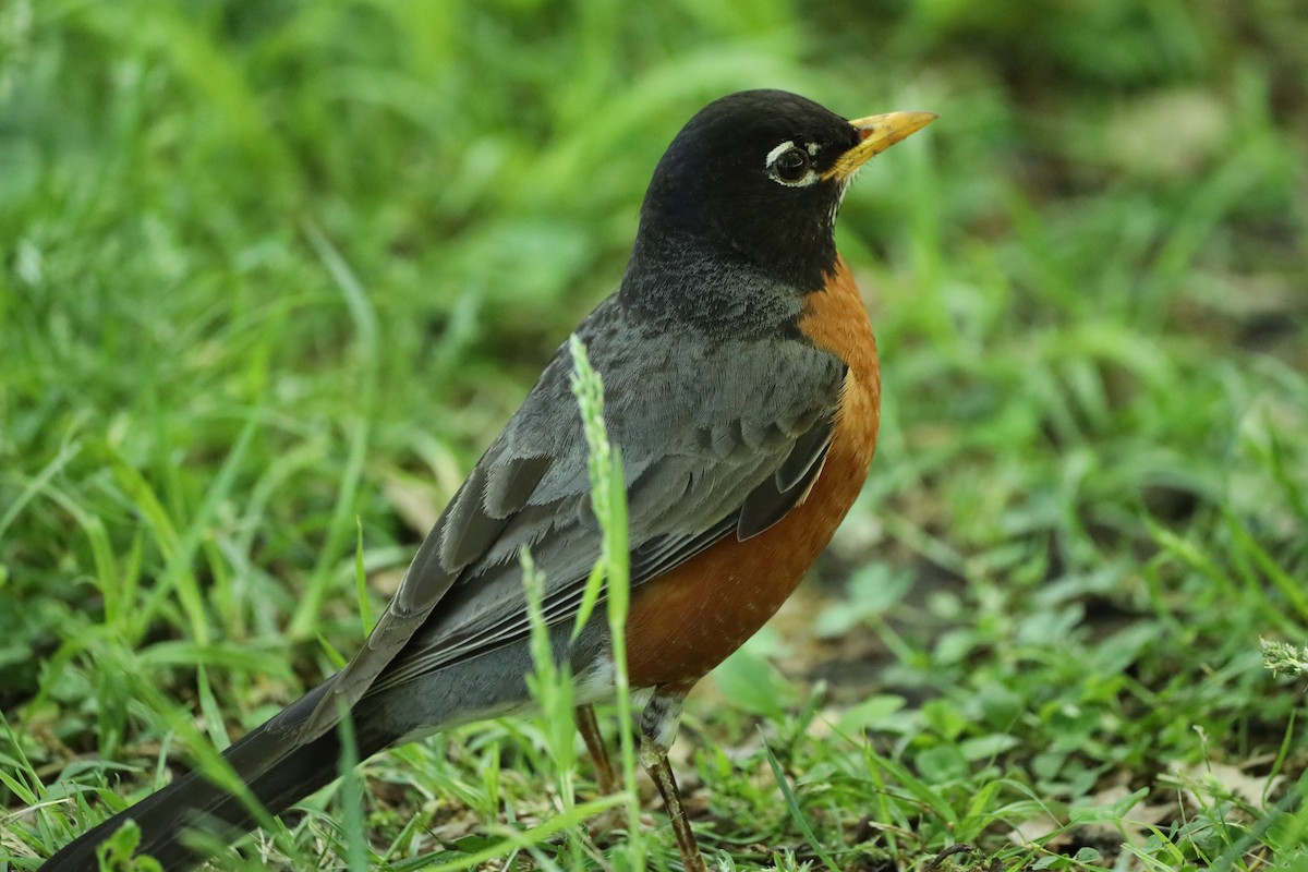 American Robin - Susan Burkhart