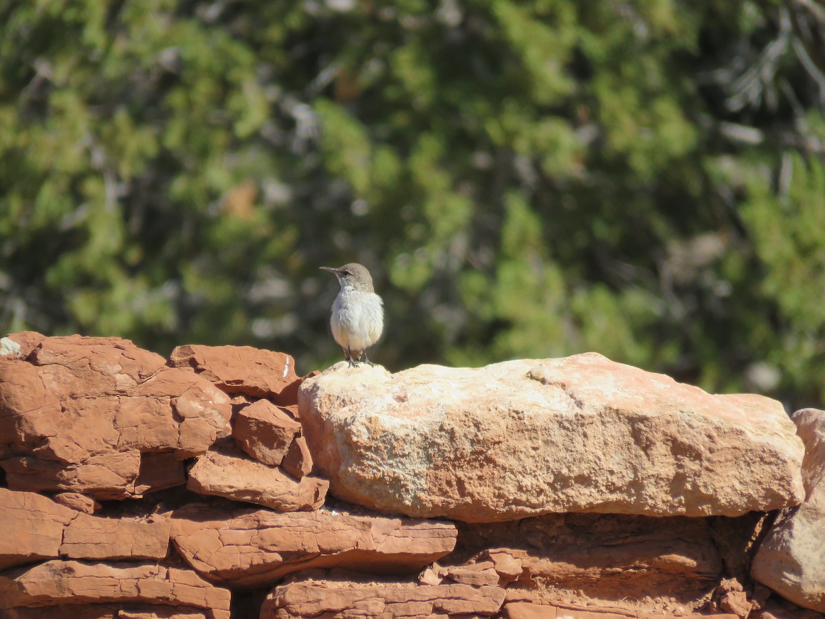 Rock Wren - Jim Crites