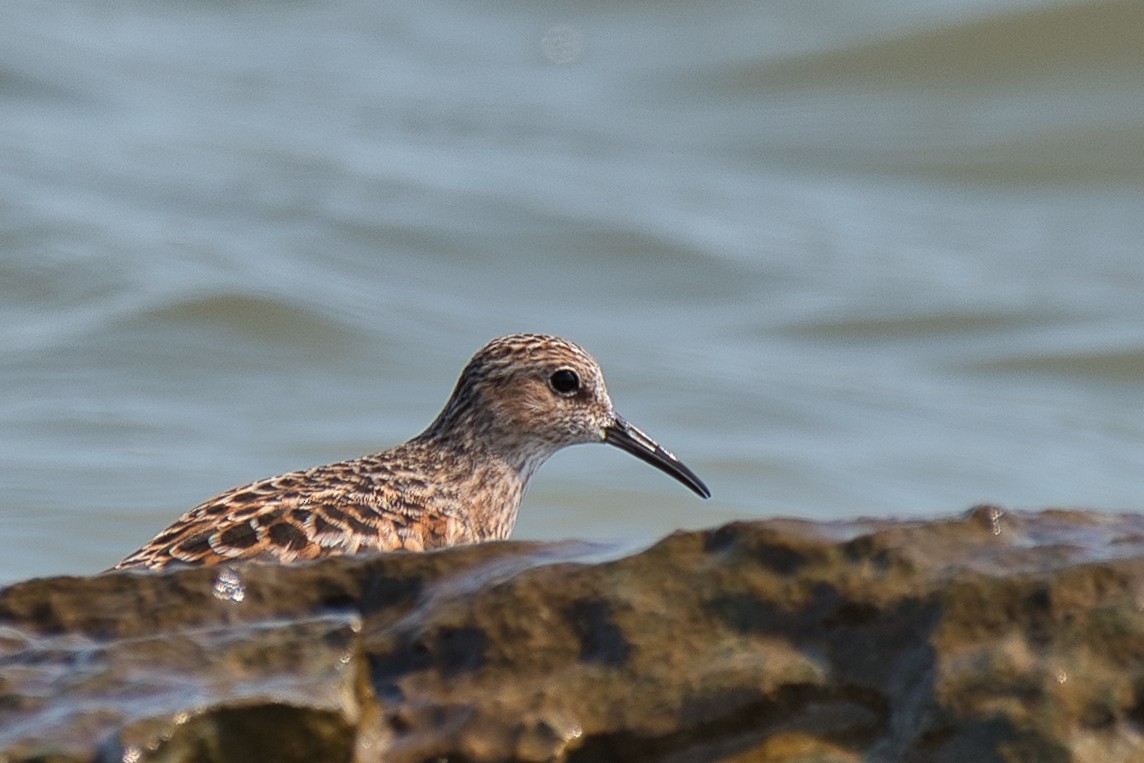 Least Sandpiper - Donald Fullmer