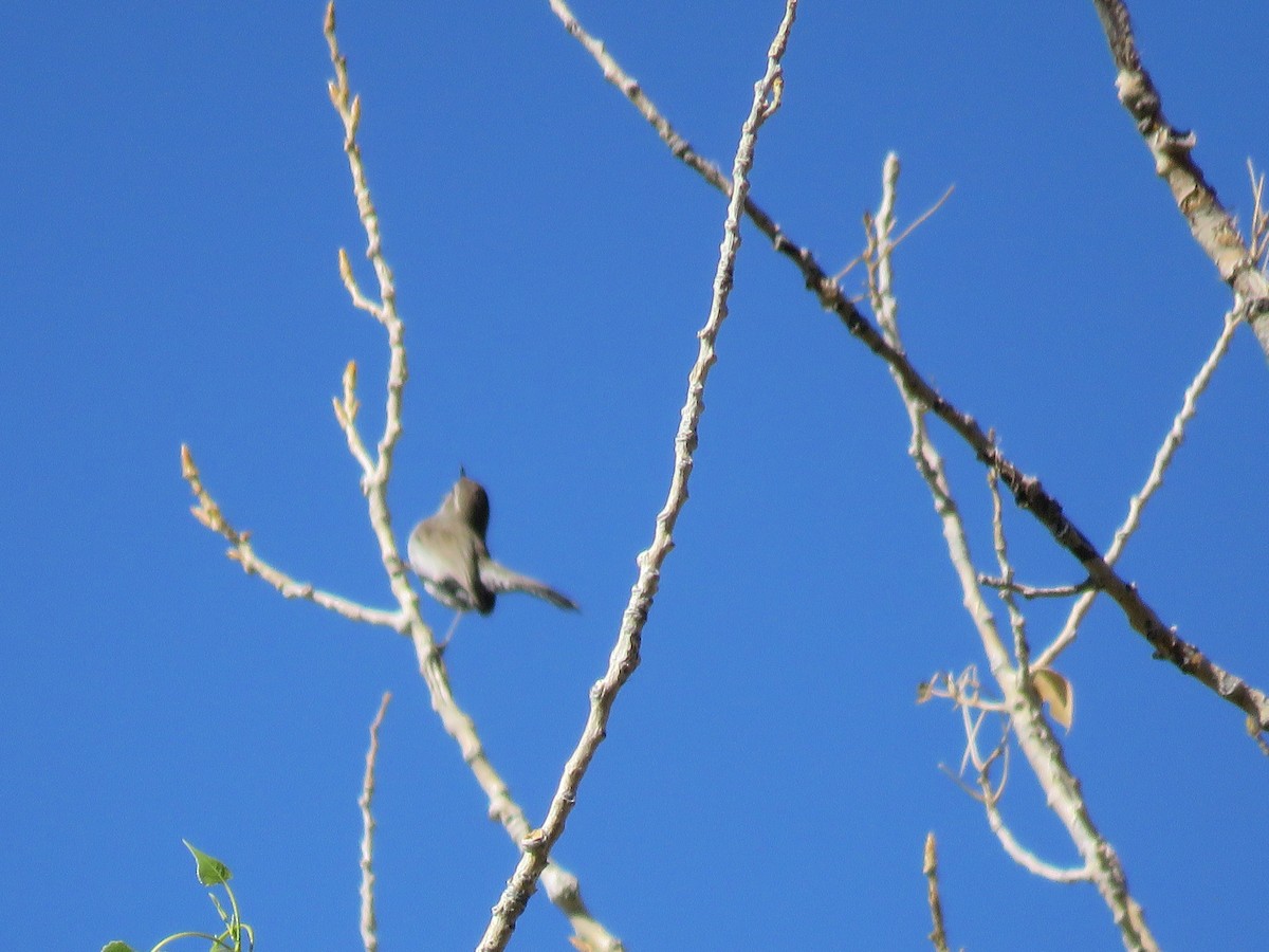 Bewick's Wren - ML618248280