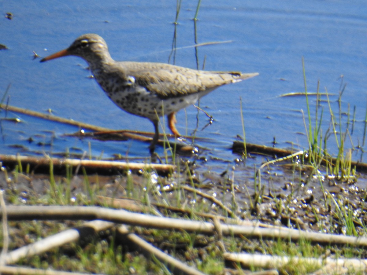 Spotted Sandpiper - Brian Ison