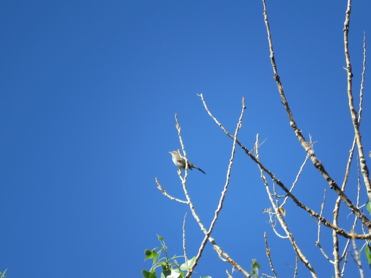 Bewick's Wren - ML618248284