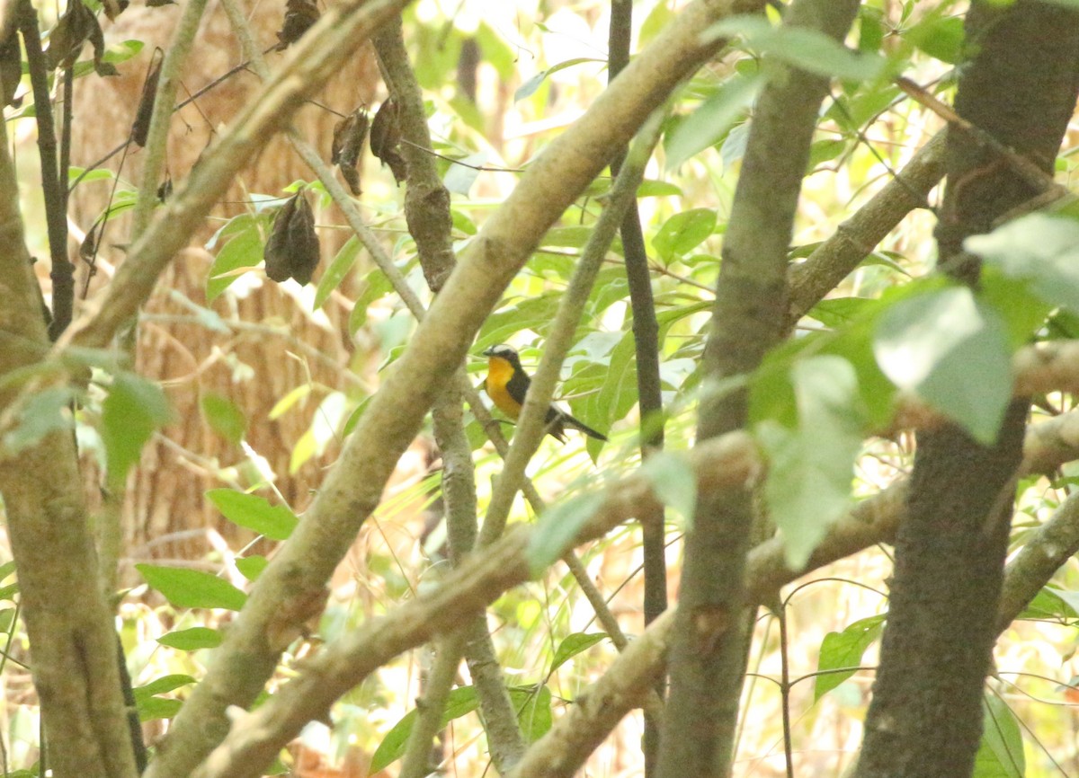 Yellow-rumped Flycatcher - ML618248285