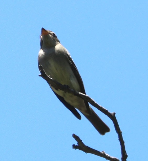 Western Wood-Pewee - Diane Etchison