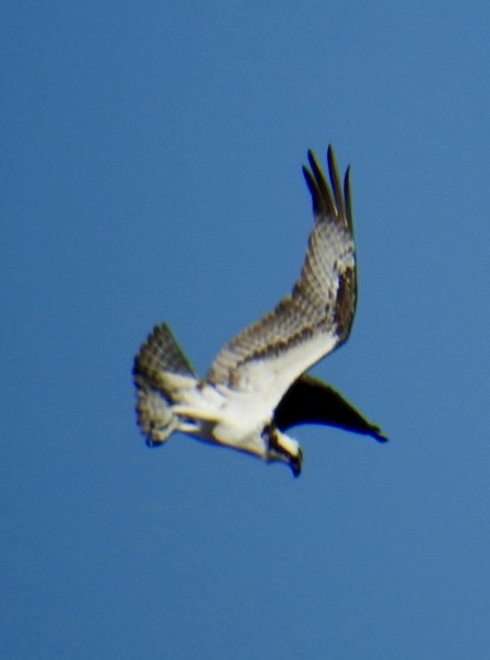 Osprey (carolinensis) - Brian Ison