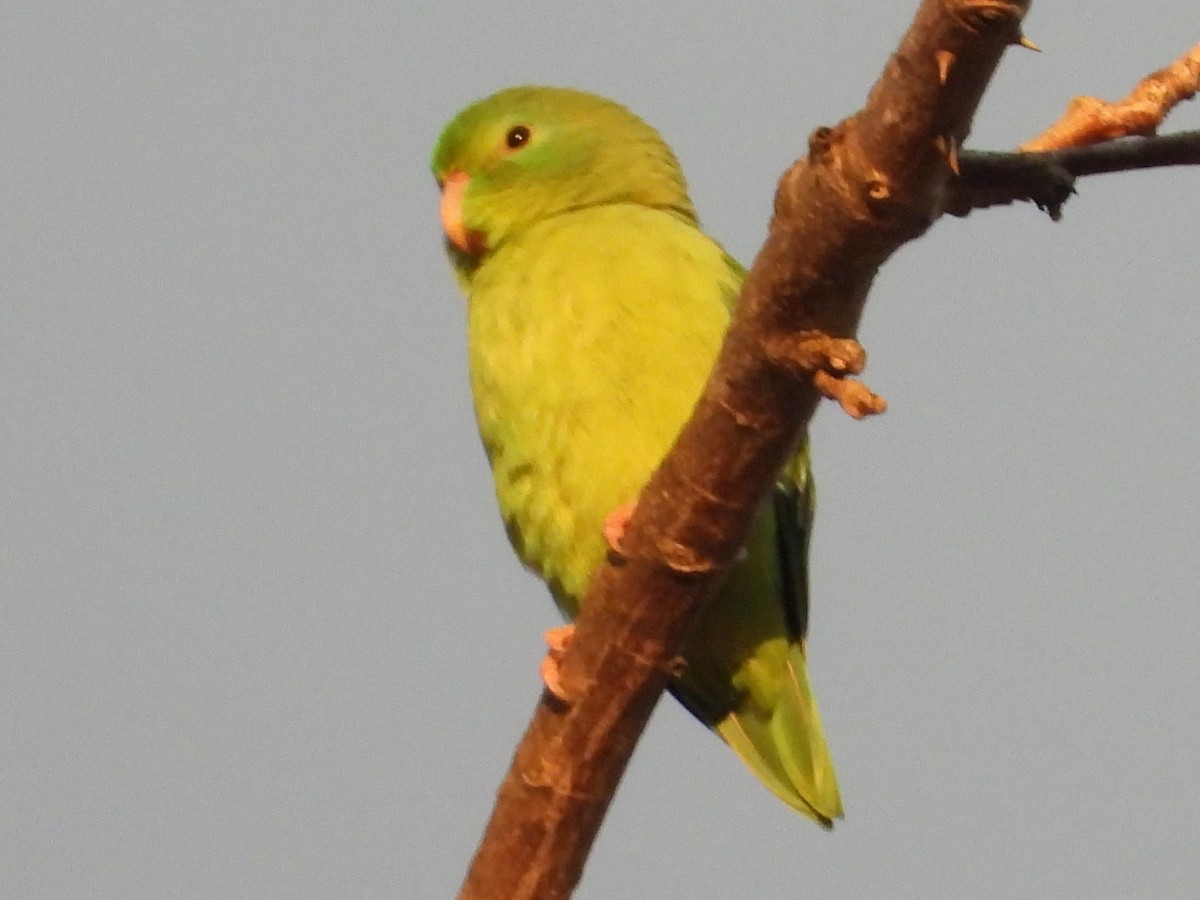 Spectacled Parrotlet - Mary Leigh