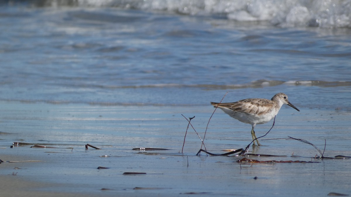 Great Knot - ML618248311