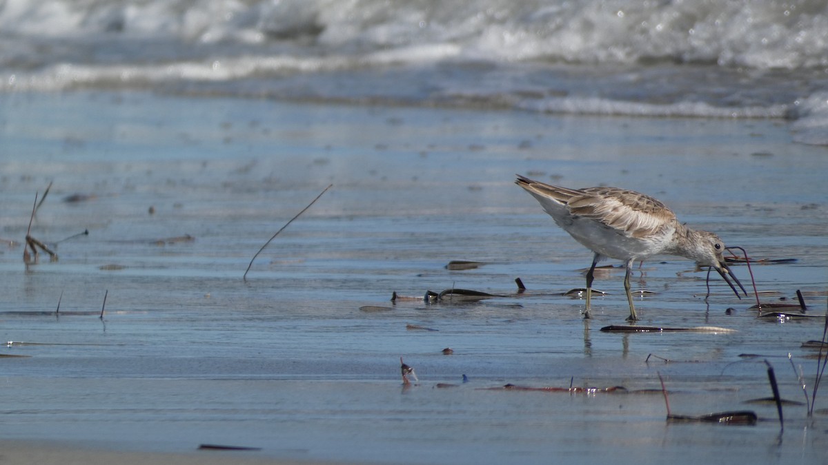 Great Knot - ML618248312