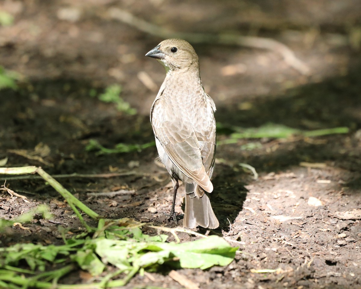 Brown-headed Cowbird - Susan Burkhart