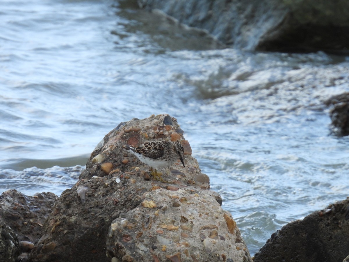 Least Sandpiper - Heather Bullock