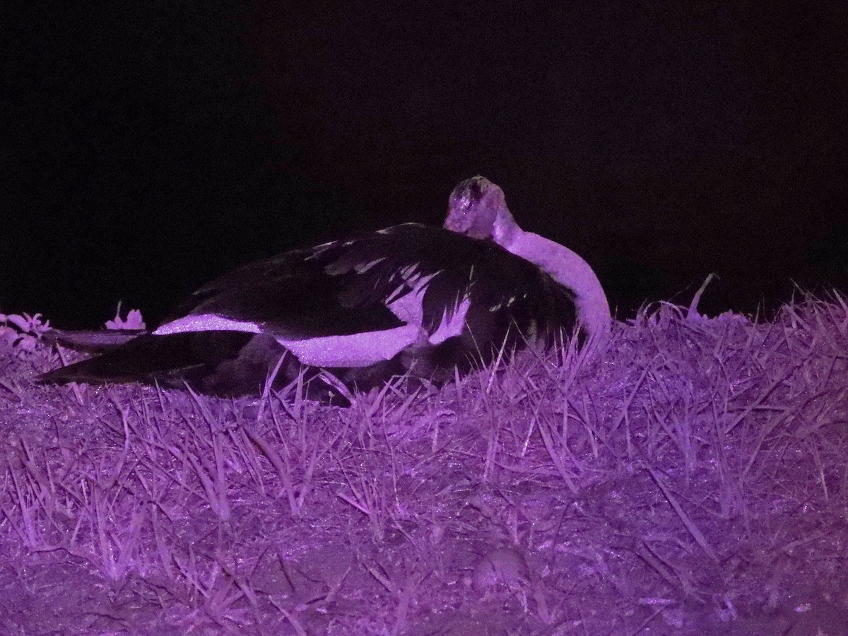 Muscovy Duck (Domestic type) - Mark Penkower