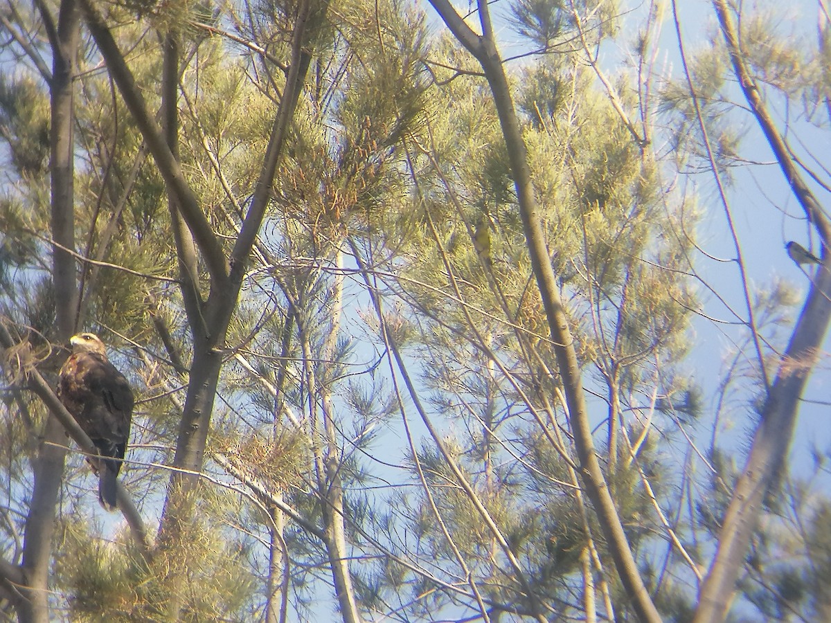 Harris's Hawk - Pierina A. Bermejo