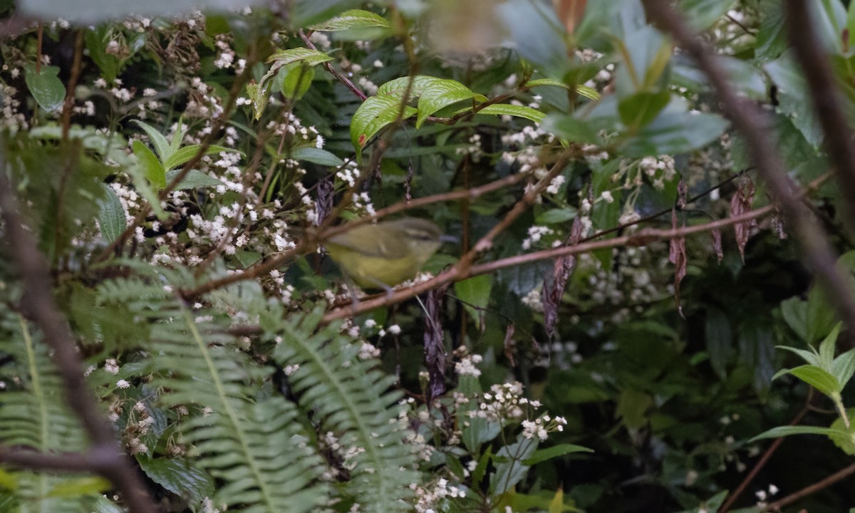 Negros Leaf Warbler - ML618248382