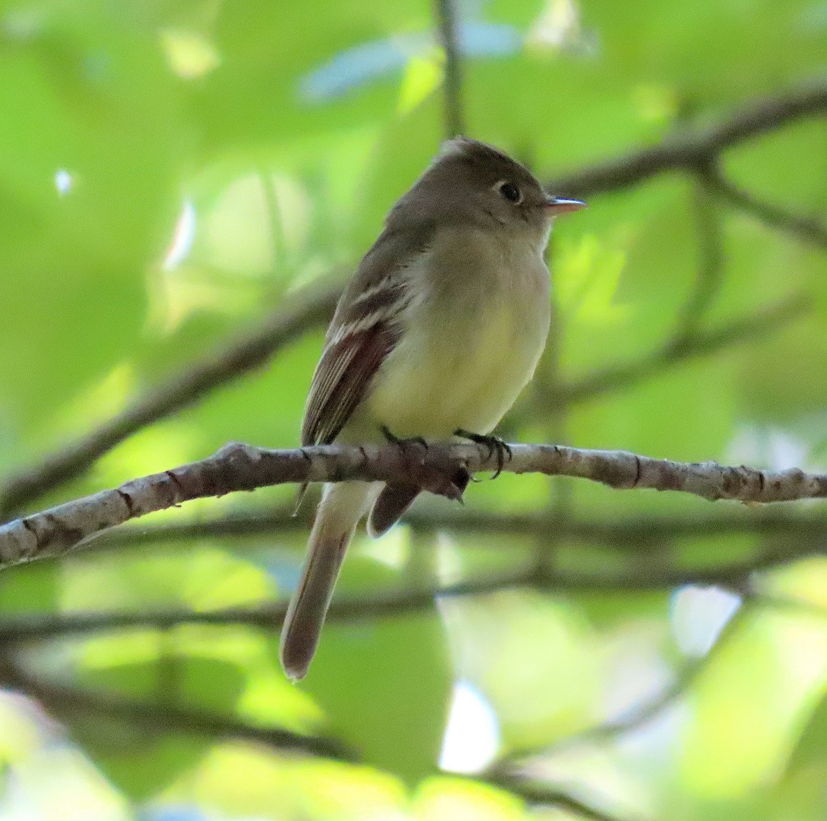 Western Flycatcher (Pacific-slope) - Terri Osborn