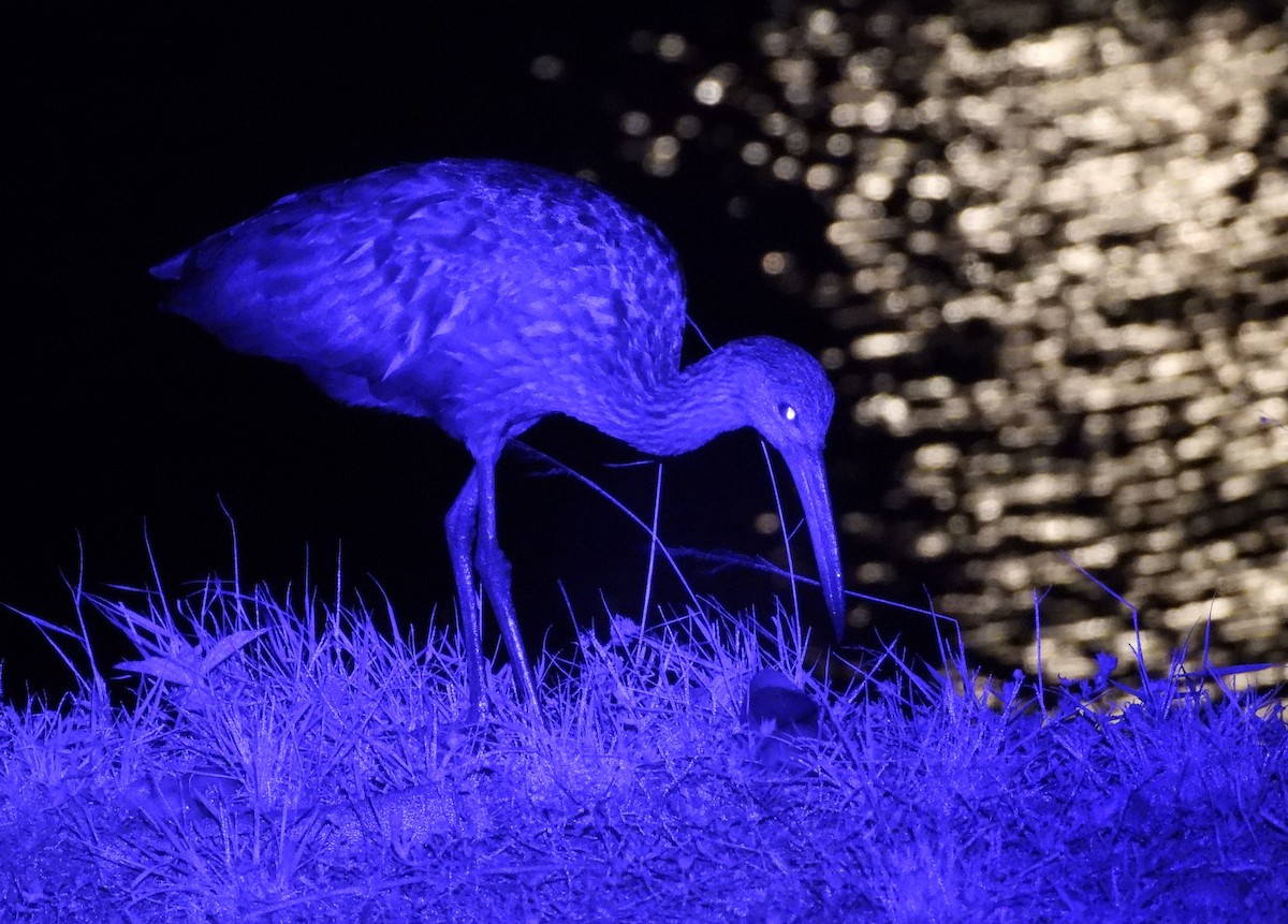 Limpkin - Mark Penkower