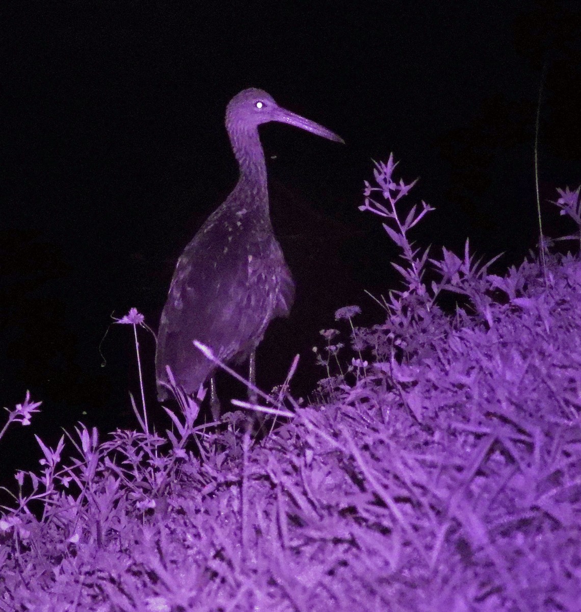 Limpkin - Mark Penkower