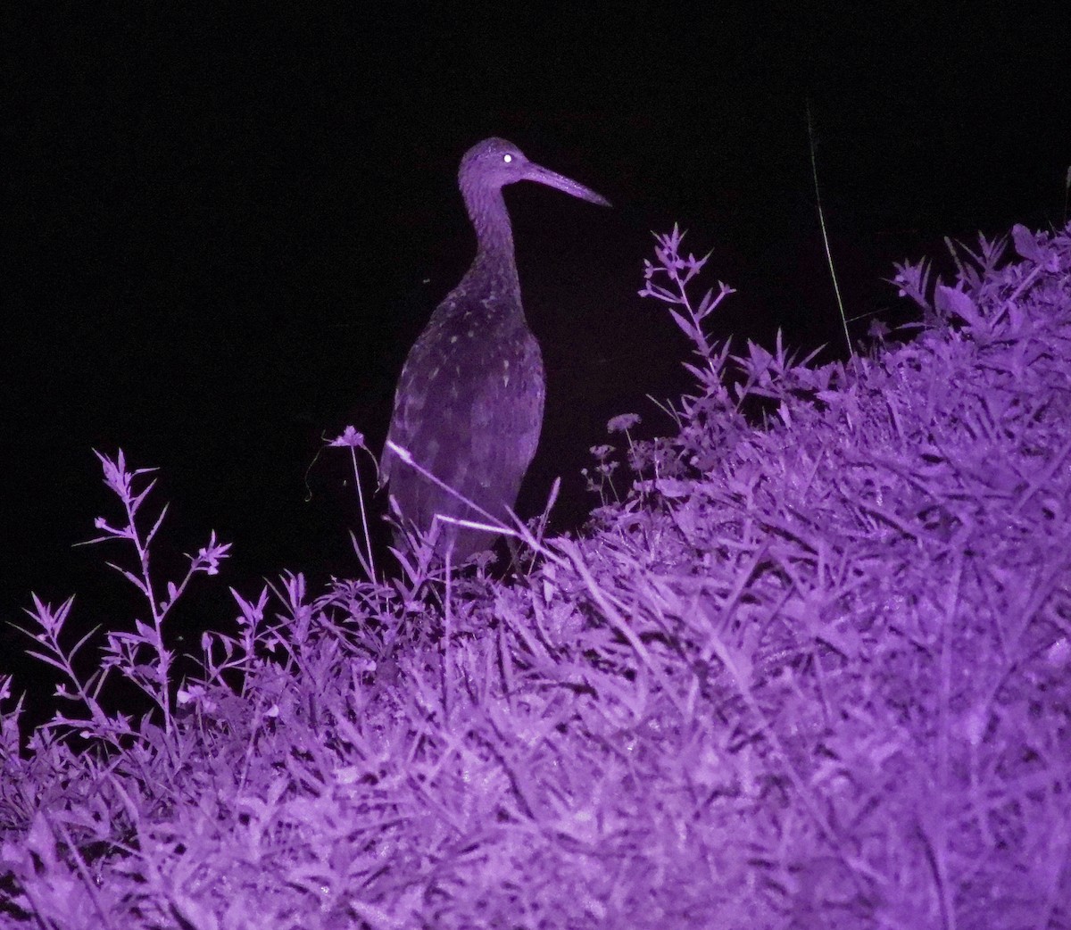 Limpkin - Mark Penkower