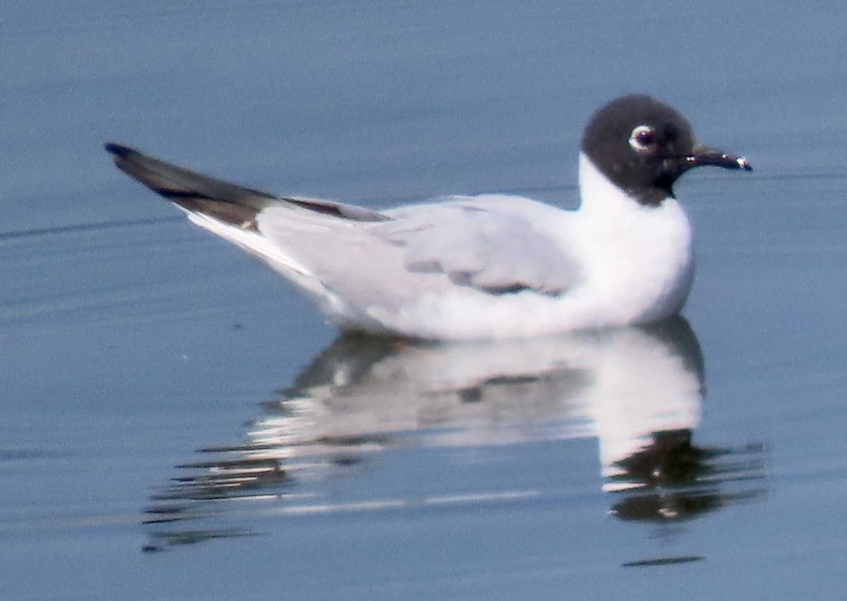 Bonaparte's Gull - ML618248414