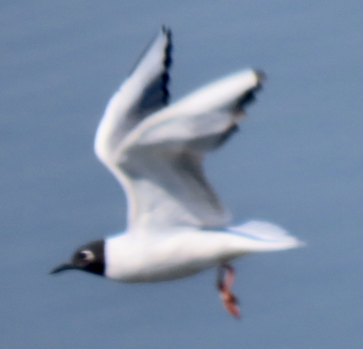 Bonaparte's Gull - ML618248415