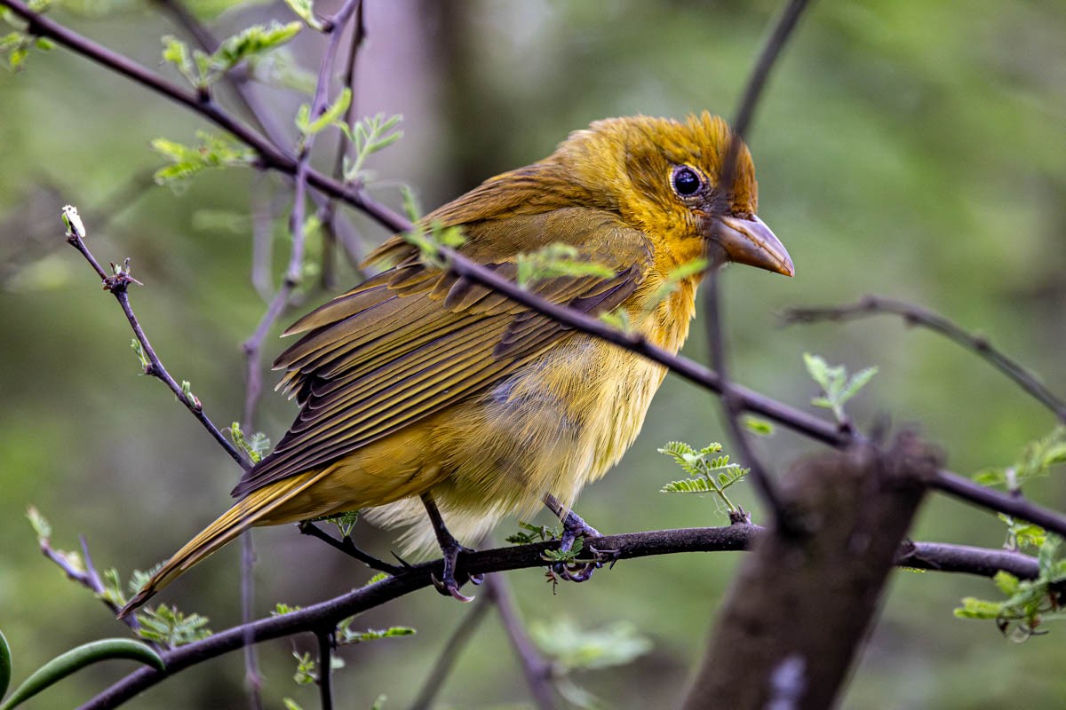 Summer Tanager - Mark  Laussade