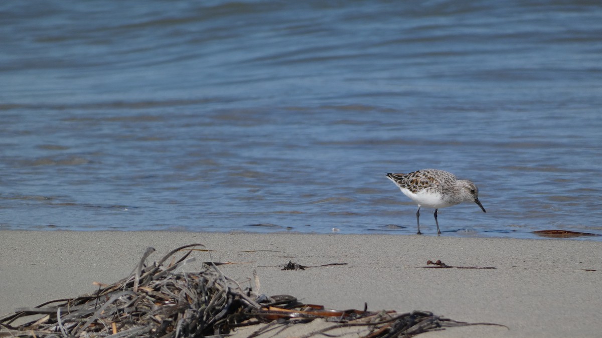 Sanderling - Morgan Pickering