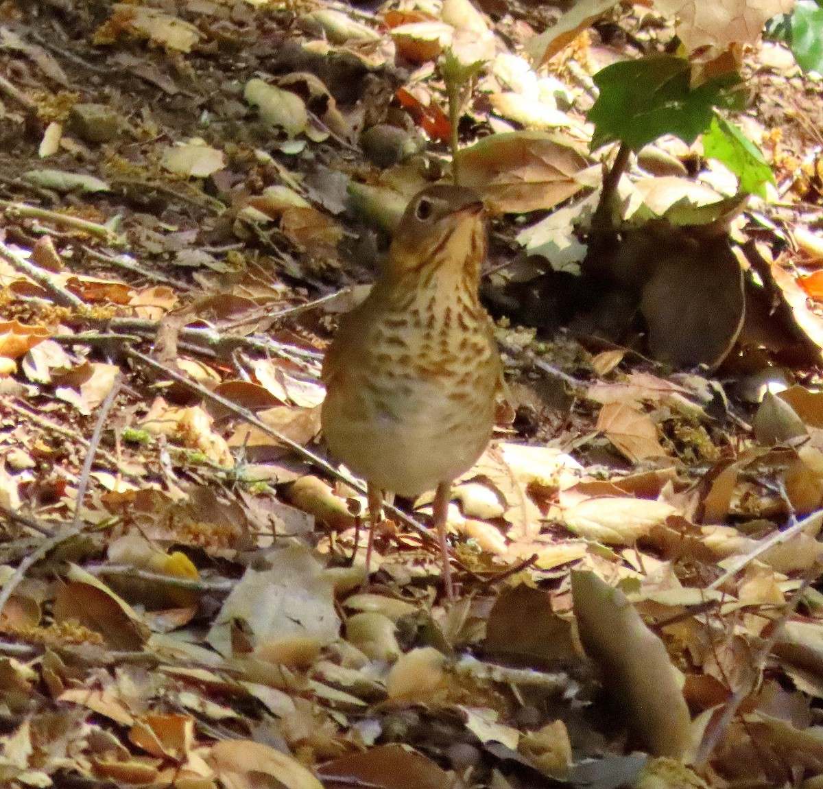 Swainson's Thrush - Terri Osborn