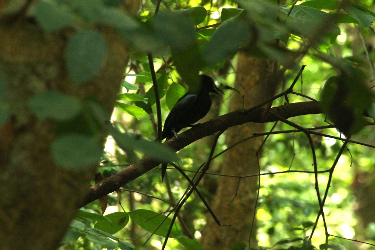 Drongo à crinière - ML618248455