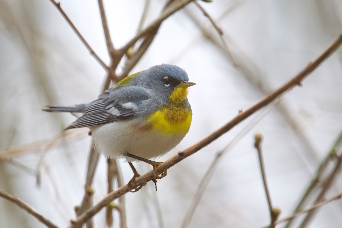 Northern Parula - Owen Strickland