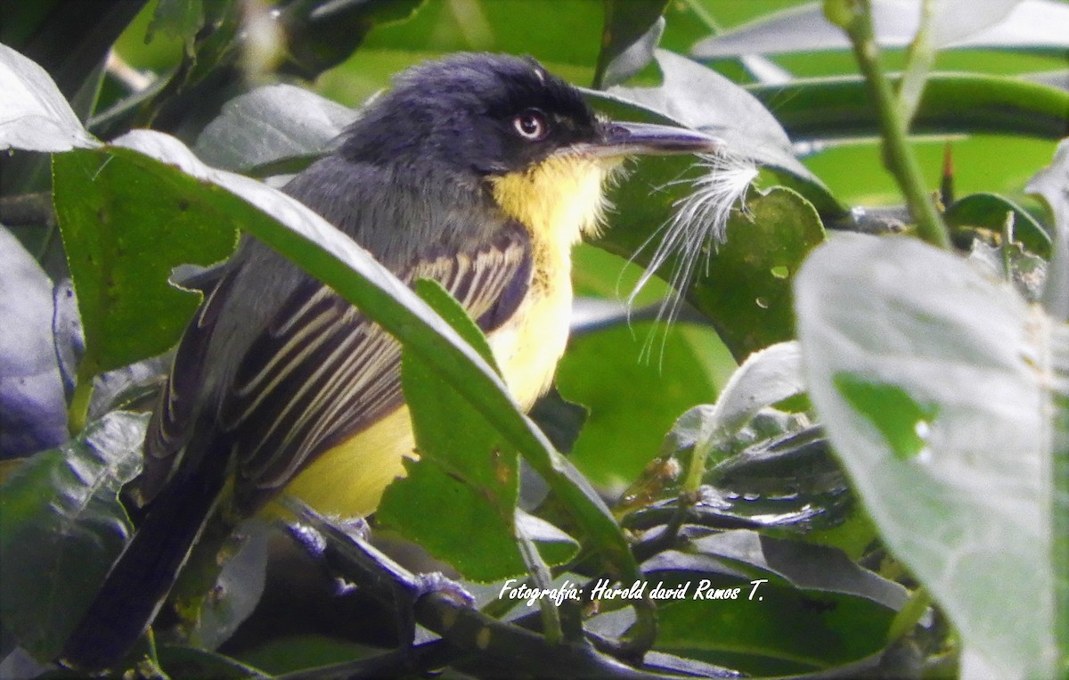 Common Tody-Flycatcher - Harold Ramos Torres