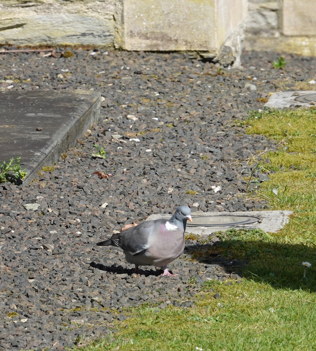 Common Wood-Pigeon - ML618248482