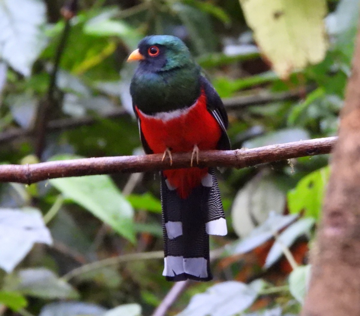 Masked Trogon - Bryan Baker