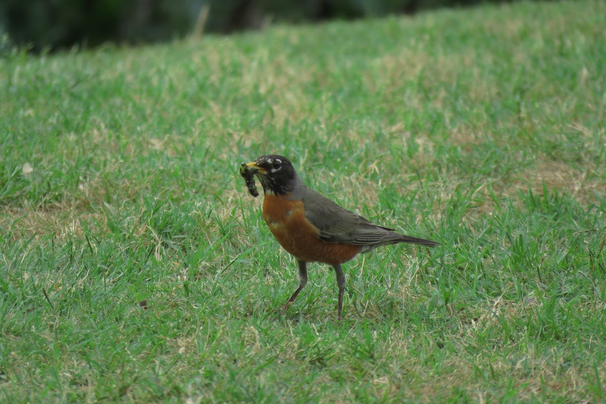 American Robin - Misty G