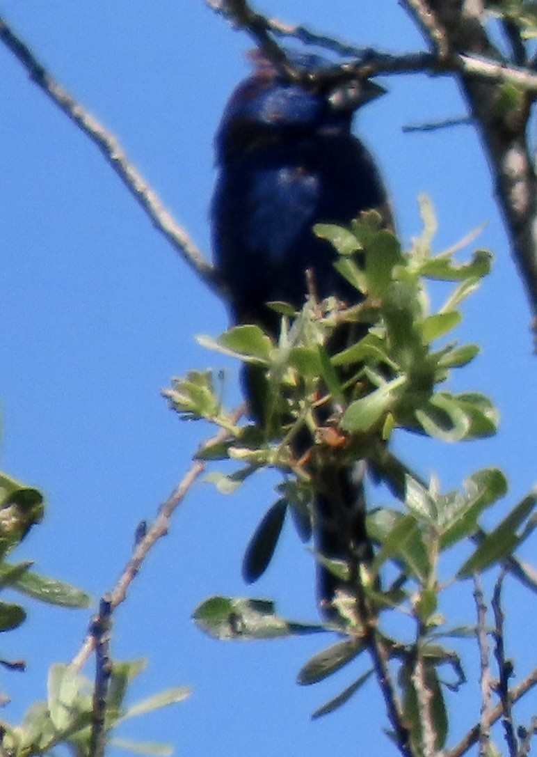 Blue Grosbeak - ML618248513