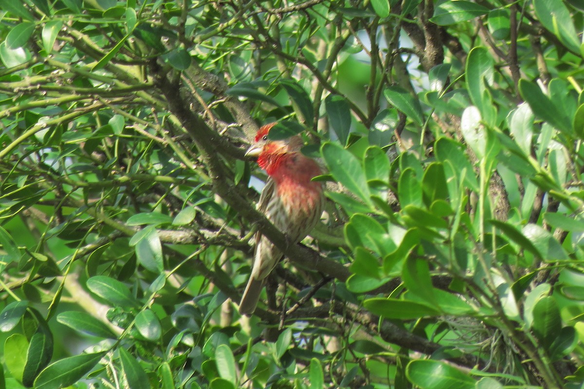 House Finch - Misty G