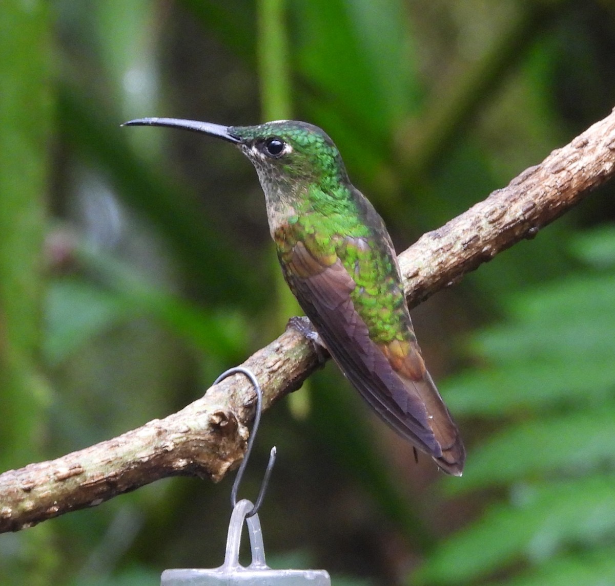 Fawn-breasted Brilliant - Bryan Baker