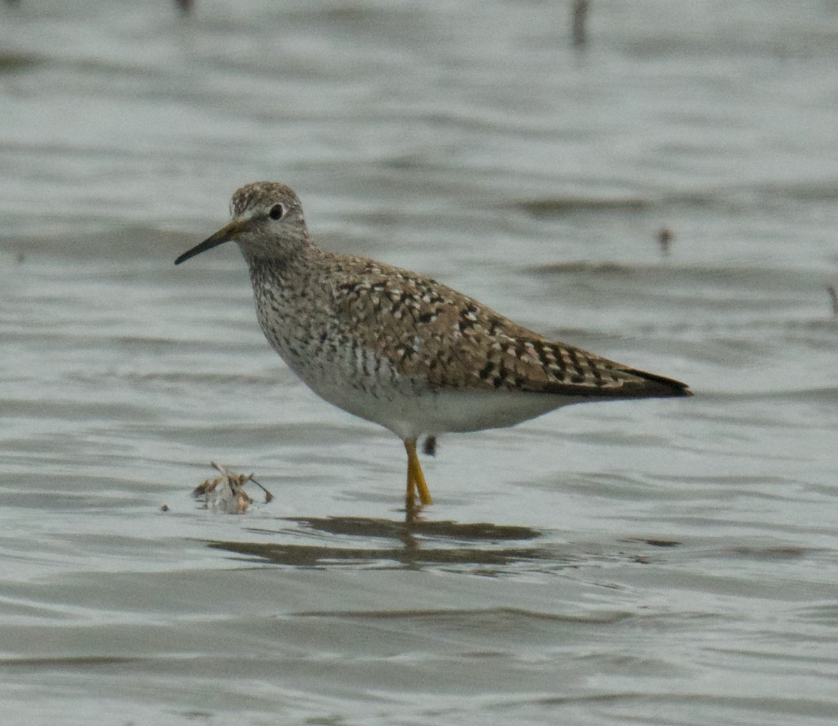 Lesser Yellowlegs - Tamera Eirten