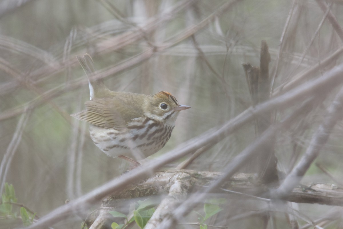 Ovenbird - Owen Strickland