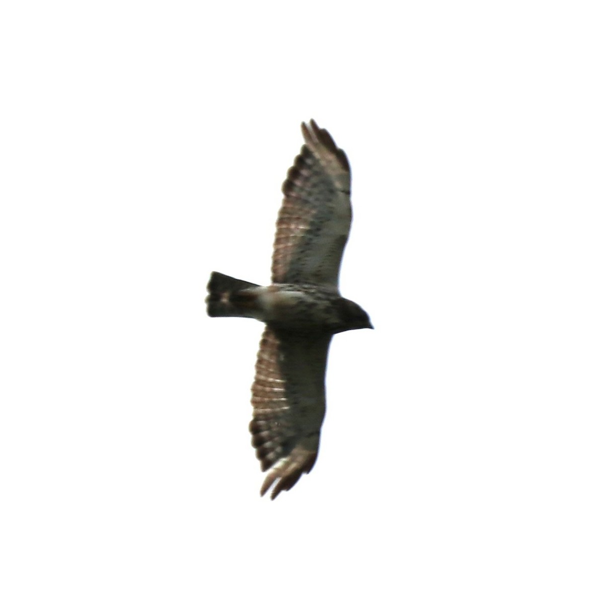 Broad-winged Hawk - ML618248540