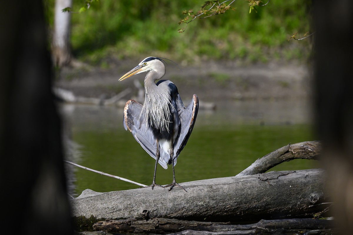 Great Blue Heron - Eric Stenstrom