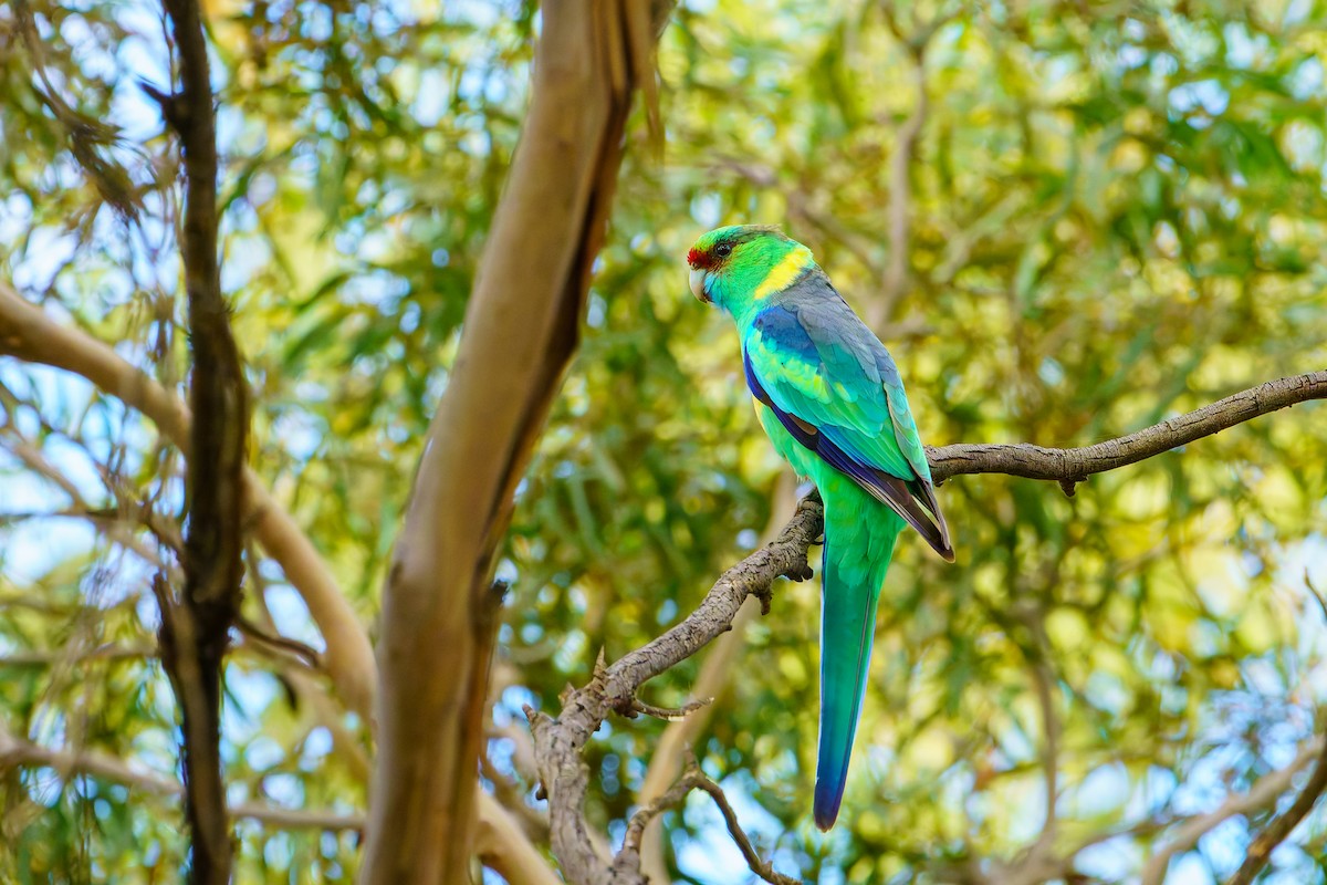 Australian Ringneck (Mallee) - James Churches