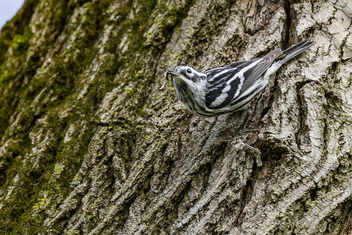 Black-and-white Warbler - Eric Stenstrom