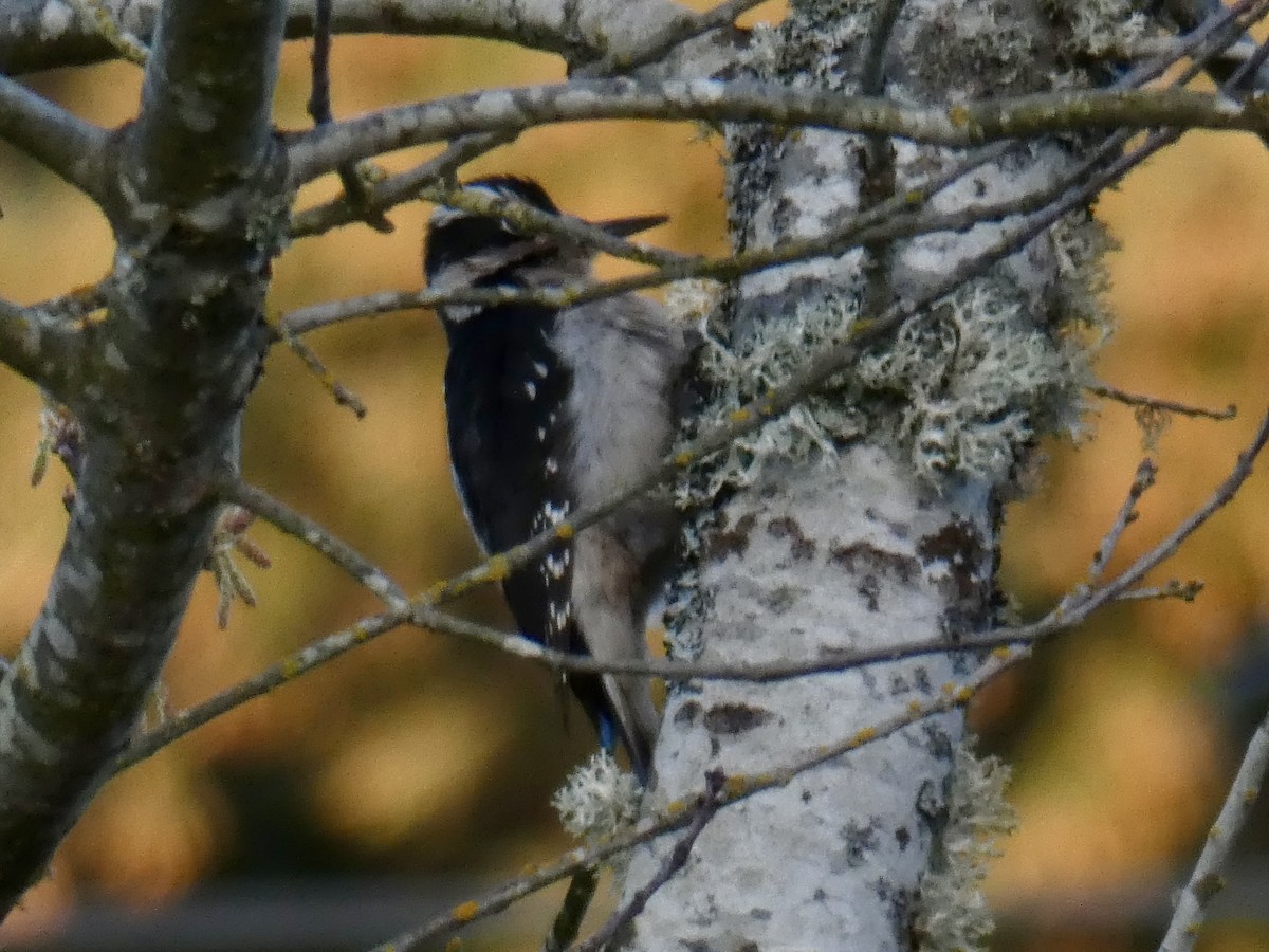 Downy Woodpecker - Tahira Probst