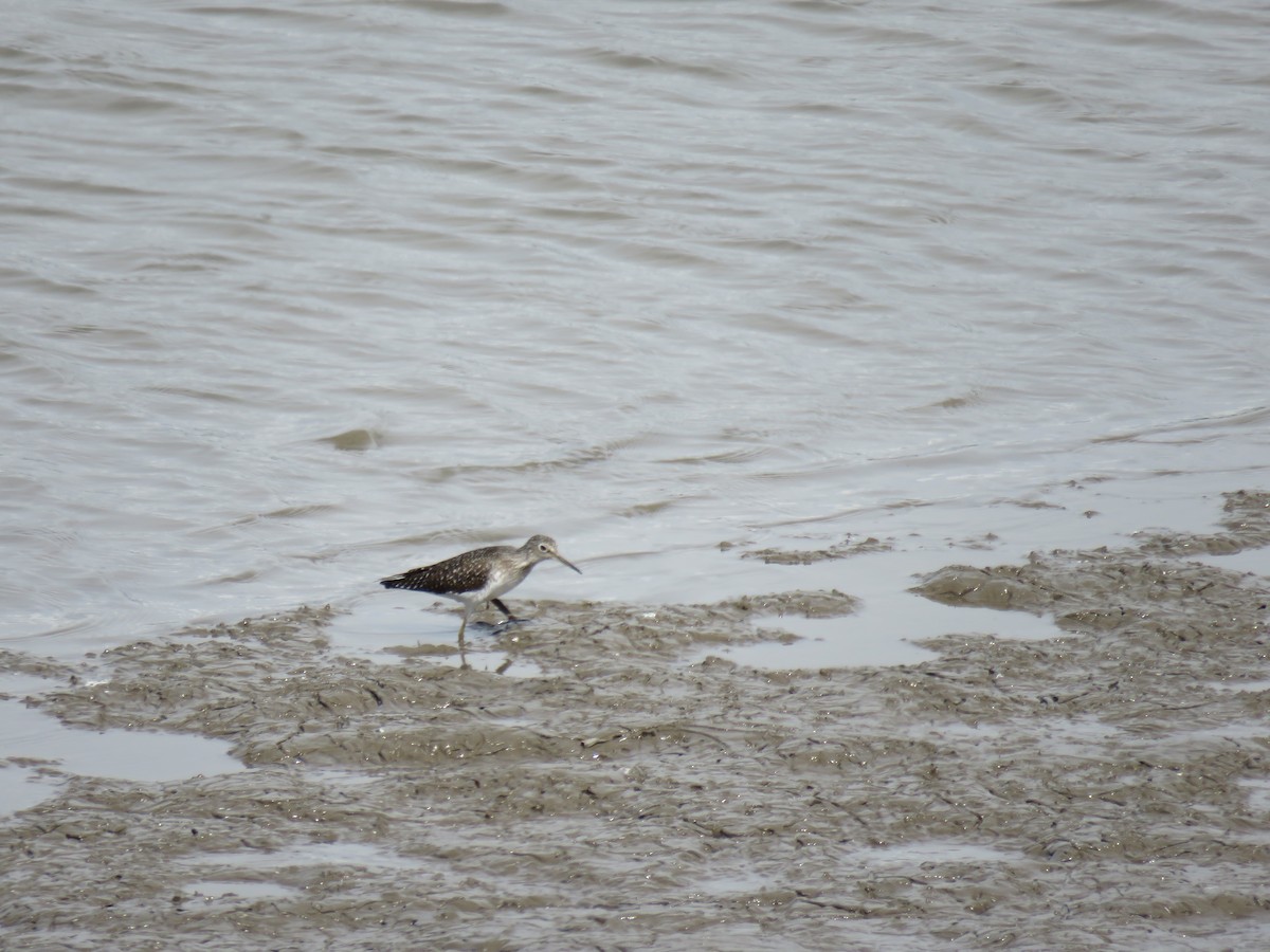 Solitary Sandpiper - Bob Ortmeyer