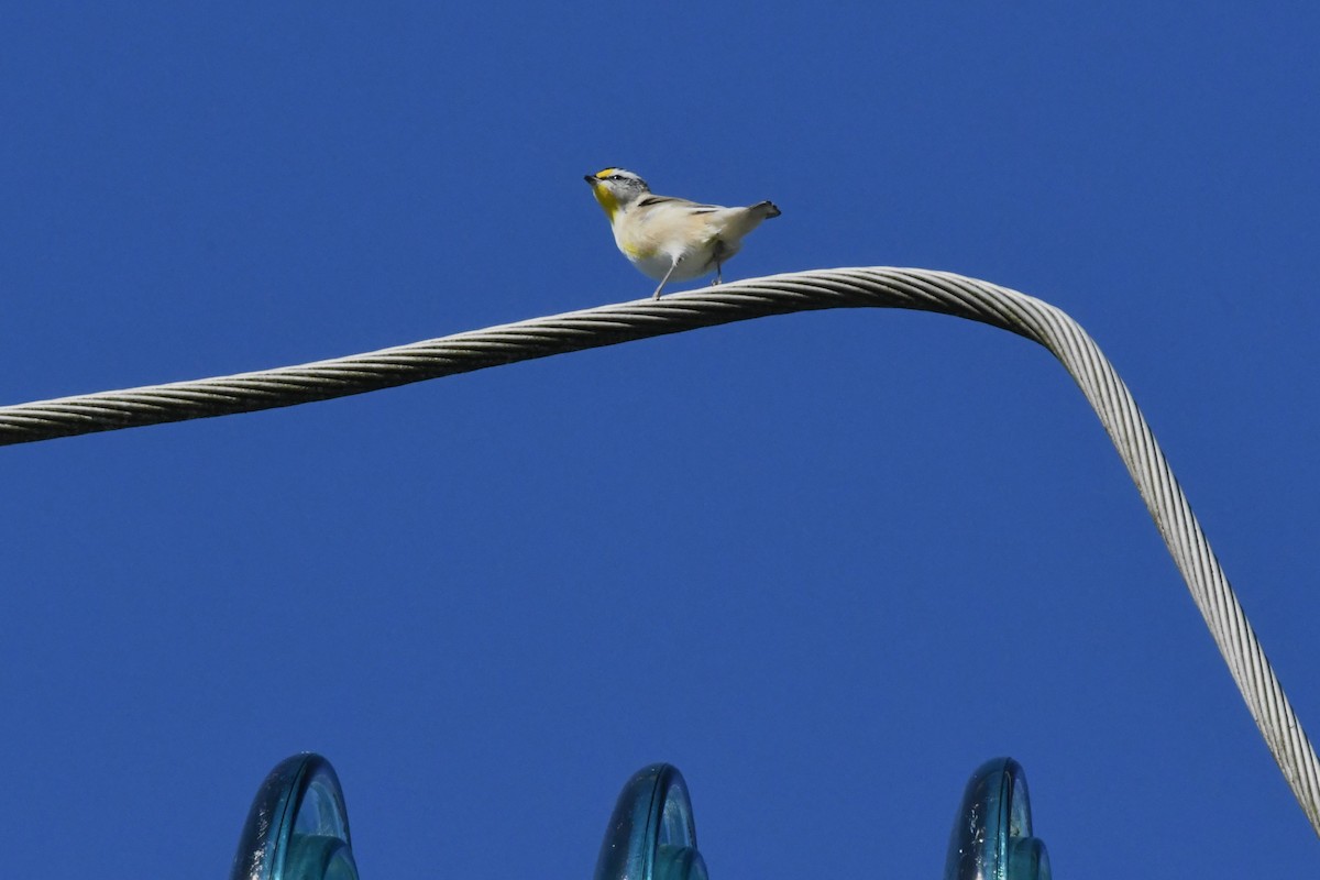 Striated Pardalote - Deb Oliver