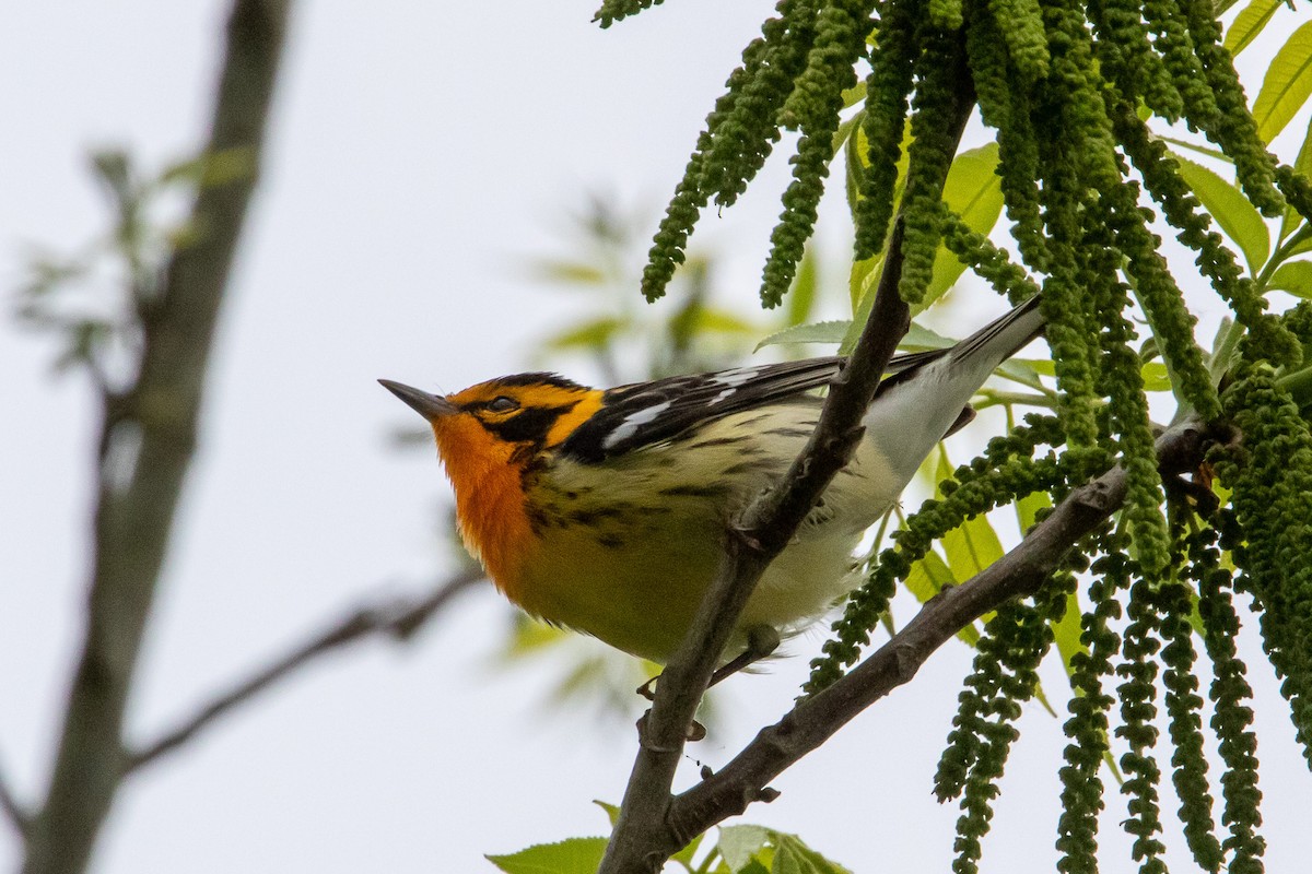 Blackburnian Warbler - Scott France